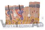 Skin Section Anatomy Model, 40 times full-size